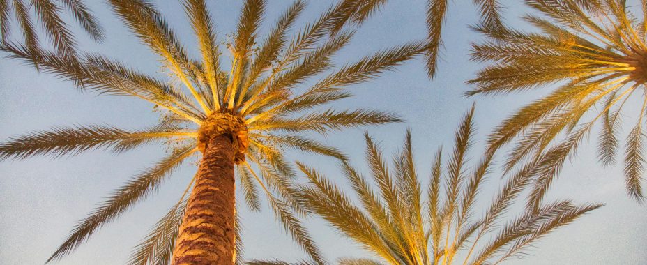 Etudier aux Etats-Unis en Californie : un projet de rêve ?